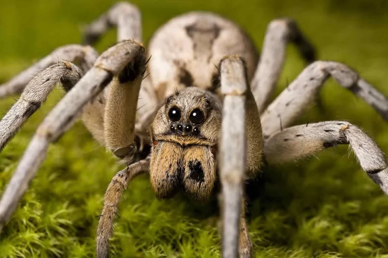 Facts About Wolf Spider