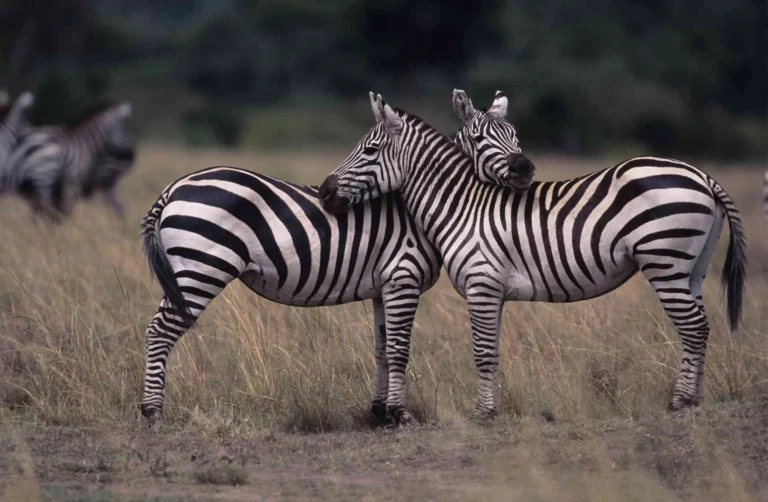 Facts About Zebras