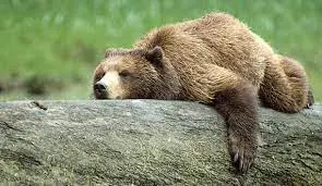 Facts About Grizzly Bears