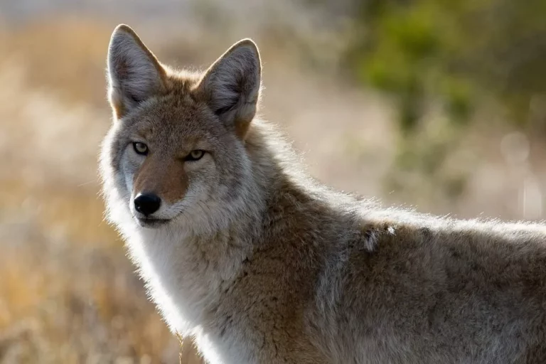 Facts About Coyote