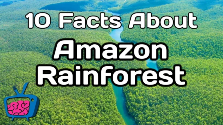 Facts About Amazon Rainforest