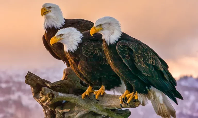 Facts About Bald Eagles