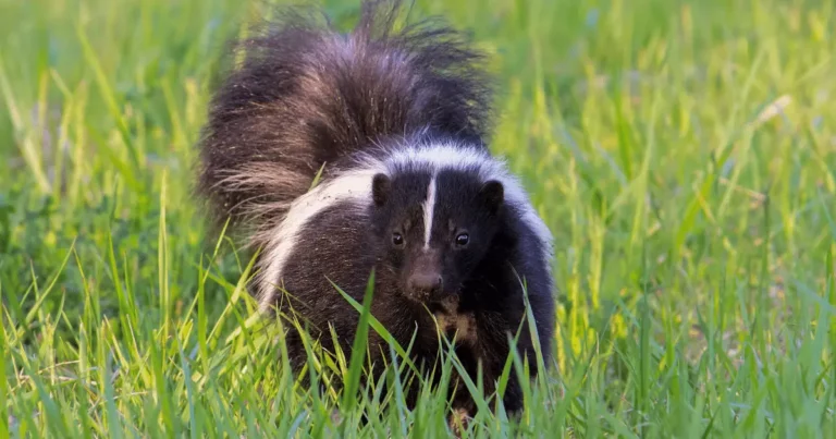 FACTS ABOUT SKUNKS