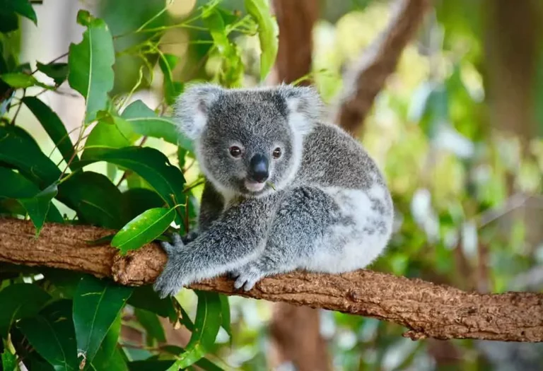 Facts About Koalas For Kids