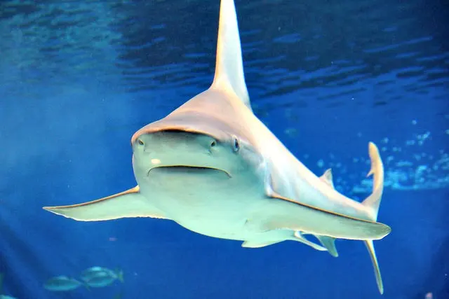 10 Best Facts About Bull Sharks