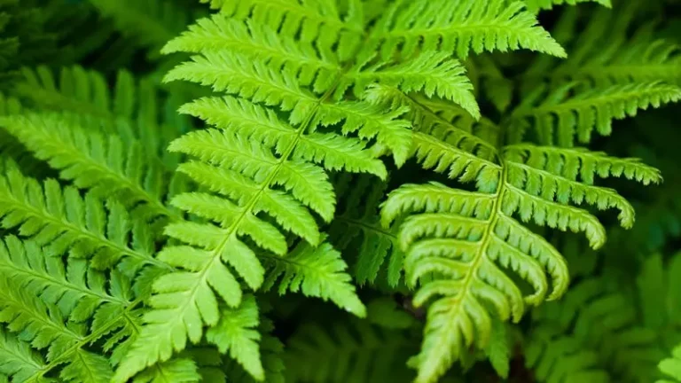 Facts About Ferns