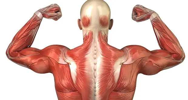 Facts About Muscles