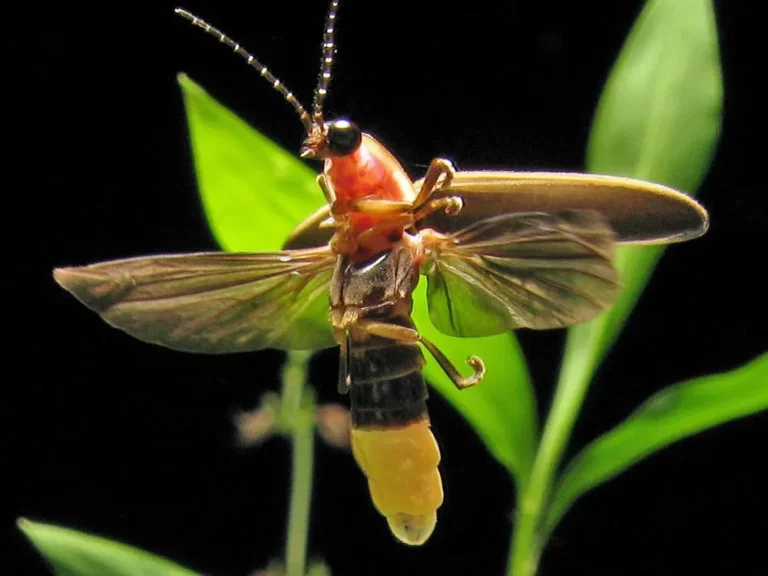 Facts About Fireflies