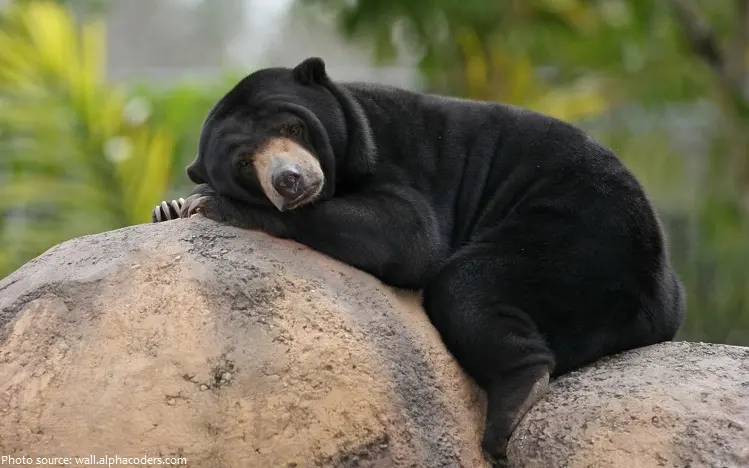 Facts About Sun Bears