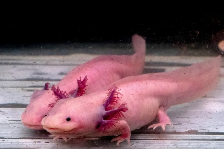 Fun Facts about Axolotls